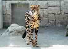 キングチーター